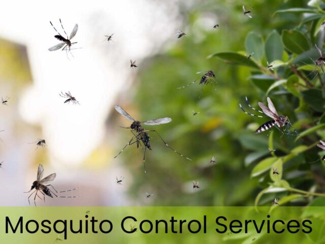 Mosquito Control Services: Stop Breeding in NC Homes