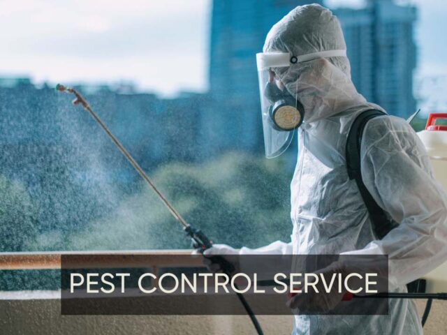 Affordable Pest Control Near Me: Overcoming Pest Phobias