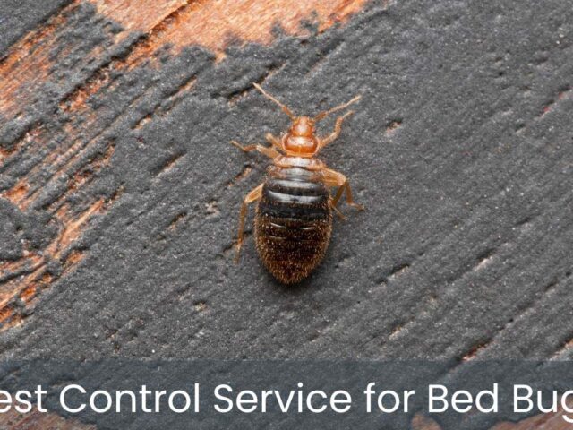 Pest Control Service for Bed Bugs: What You Need to Know in NY