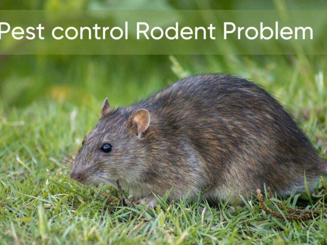 Largest Pest Control: Rodent Problem and Prevention Tips