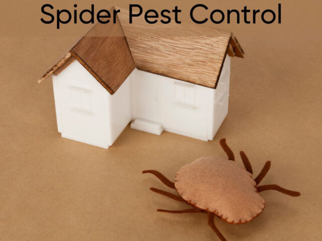 Spider Pest Control in North Dakota Homes: Friend or Foe?