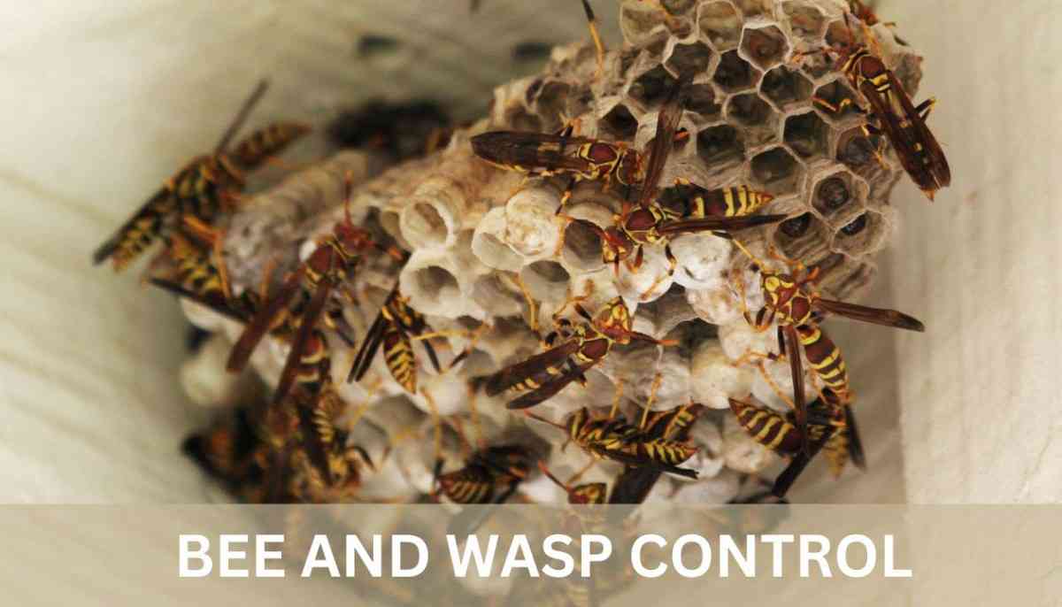 BEE-AND-WASP-CONTROL