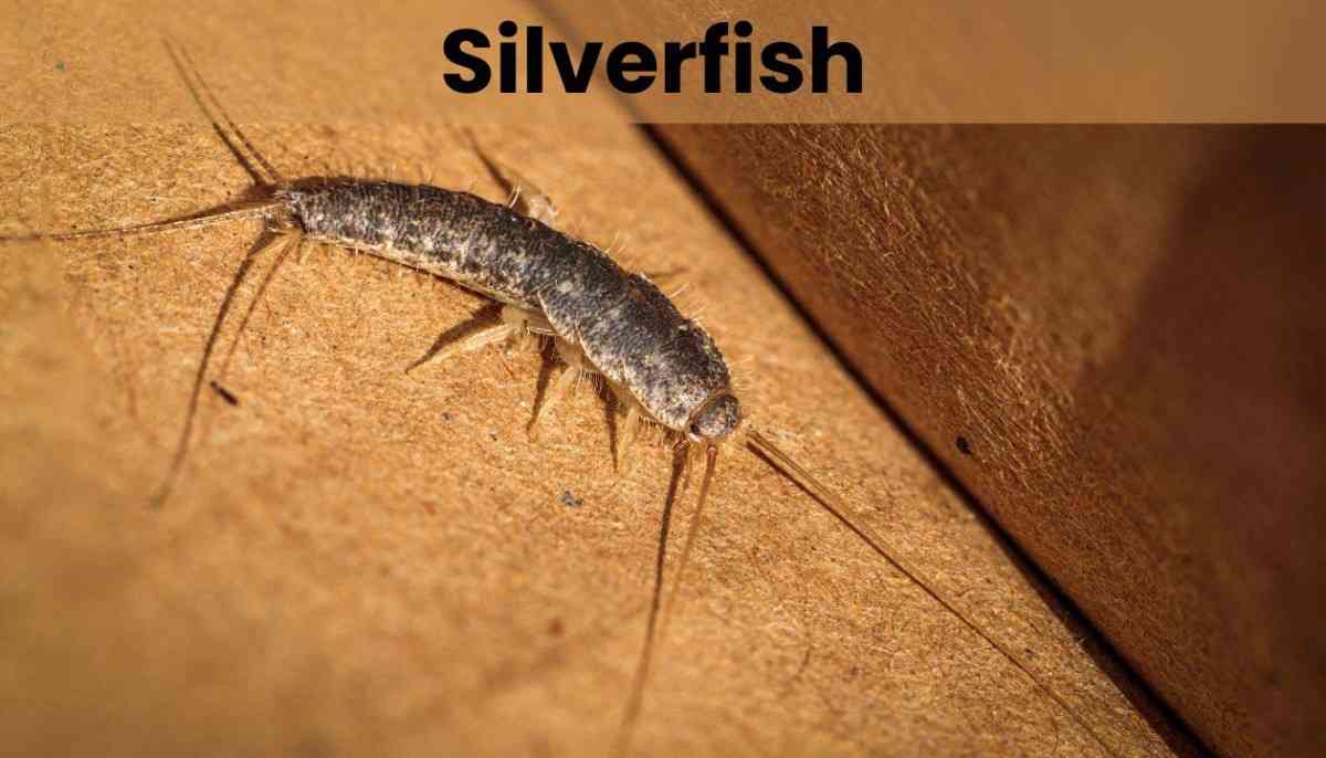 Silverfish