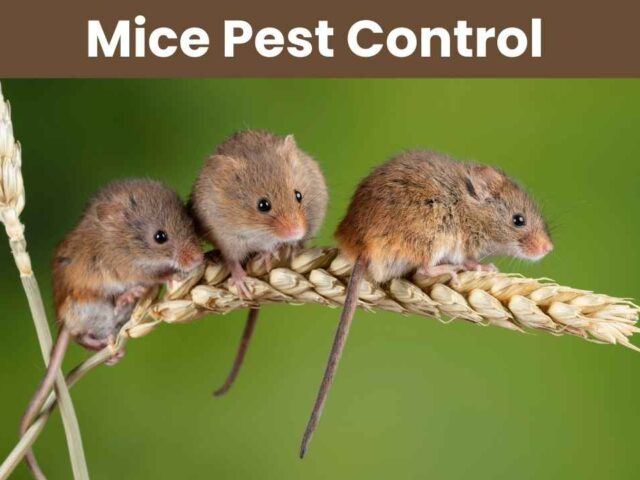 Mice pest control: Cost of Pest Control Services