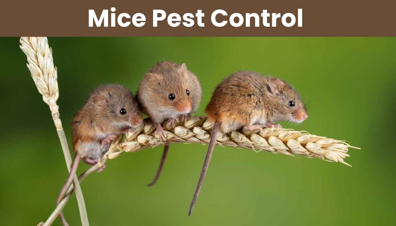 Mice-Pest-control