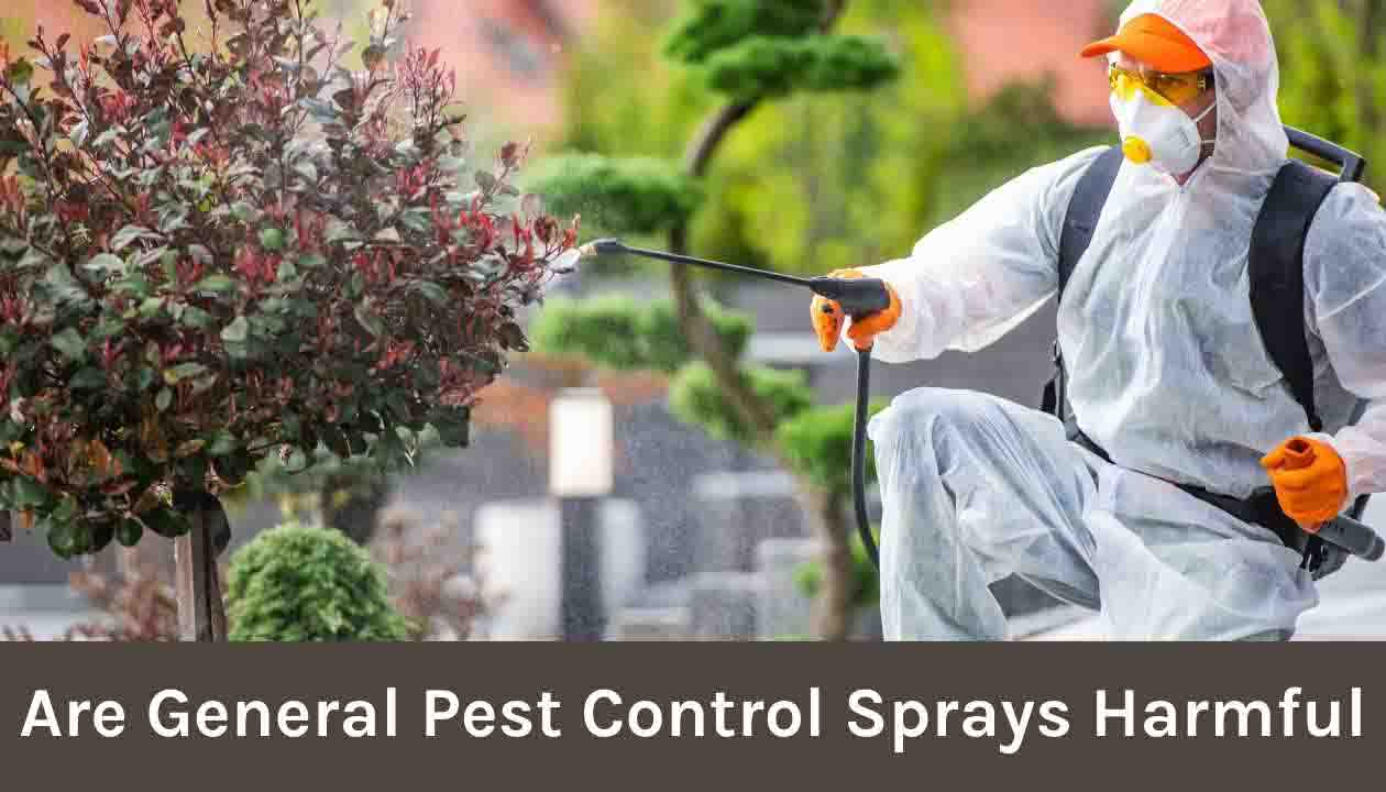 Are-general-pest-control-sprays-harmful