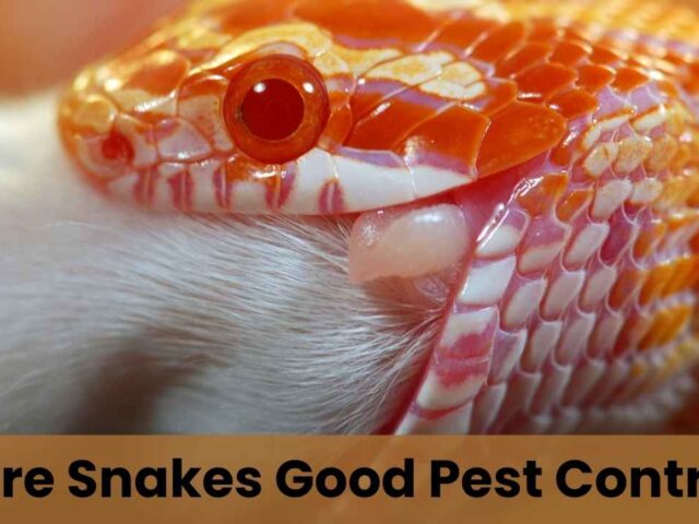 Are Snakes Good Pest Control? A South Dakota Perspective