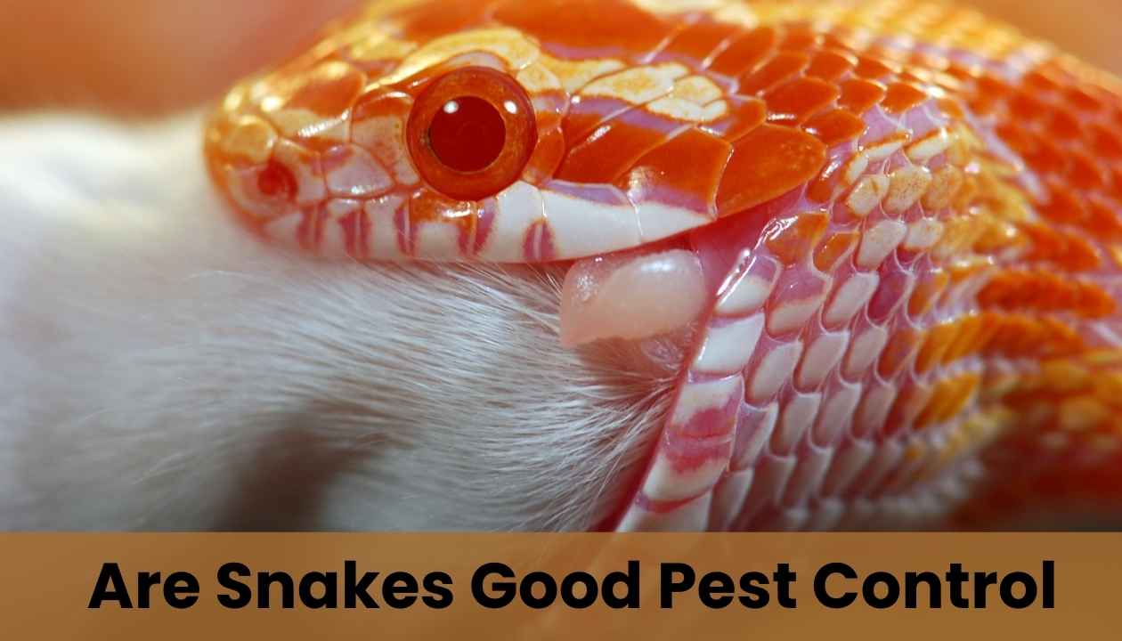 Are-snakes-good-pest-control