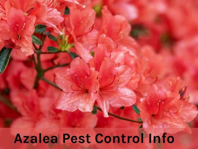 Do Azaleas Need Pest Control? Protecting Azaleas from Pests