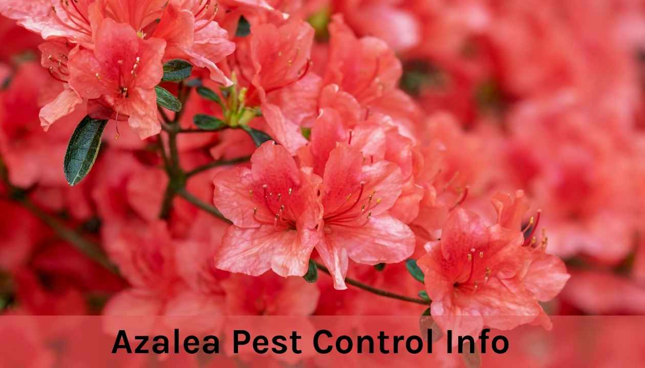 Azalea Pest Control Info