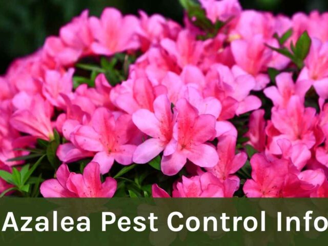 Do Azaleas Need Pest Control? A Guide for New York Gardeners