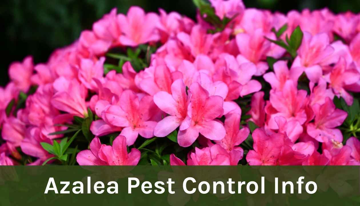 Azalea pest control info