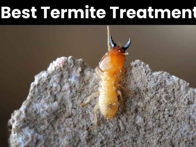 Termite Treatment: How Deep to Drill Hole Guide