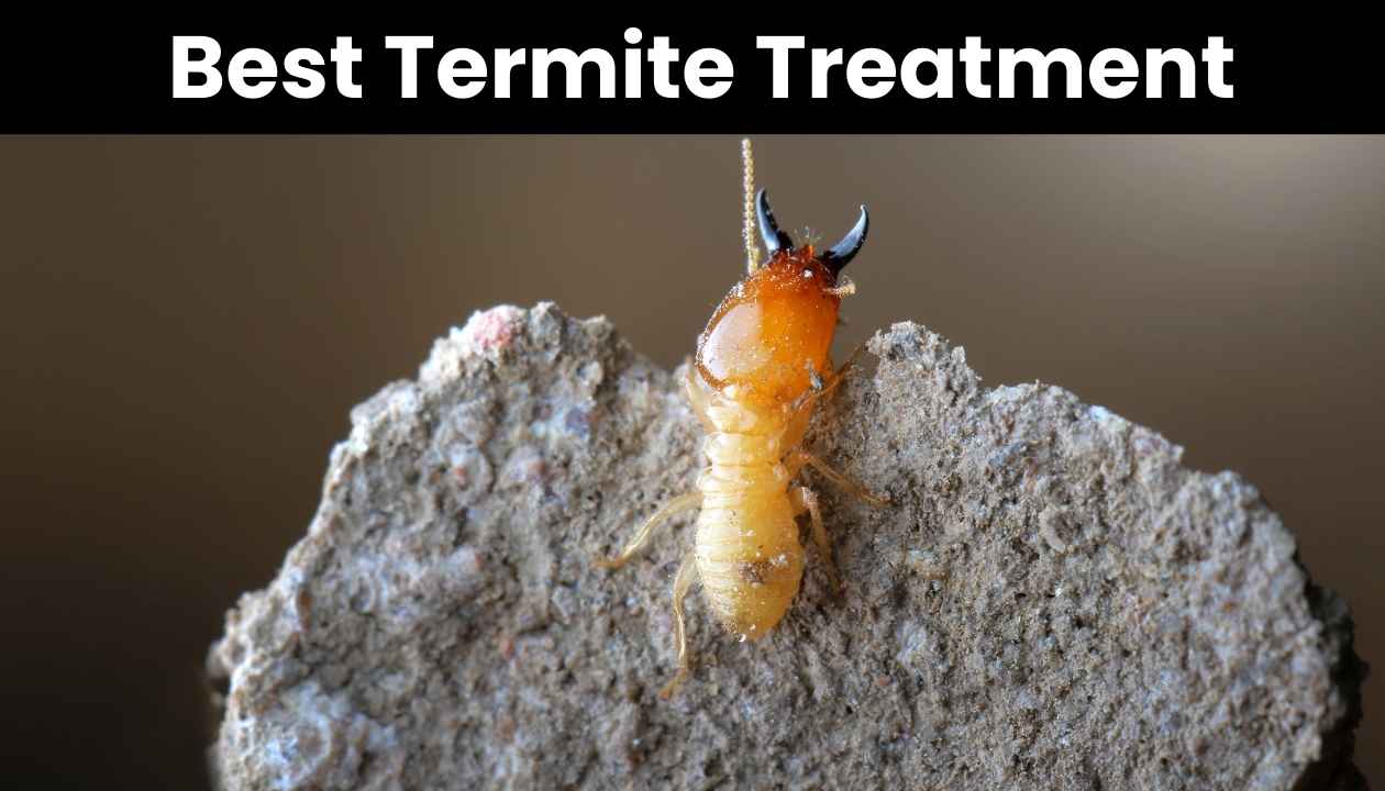 Best-Termite-Treatment