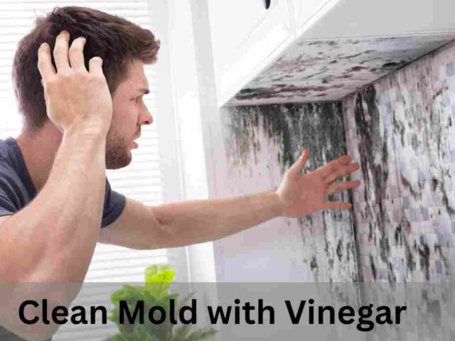 Clean Mold with Vinegar: Tips for Washington