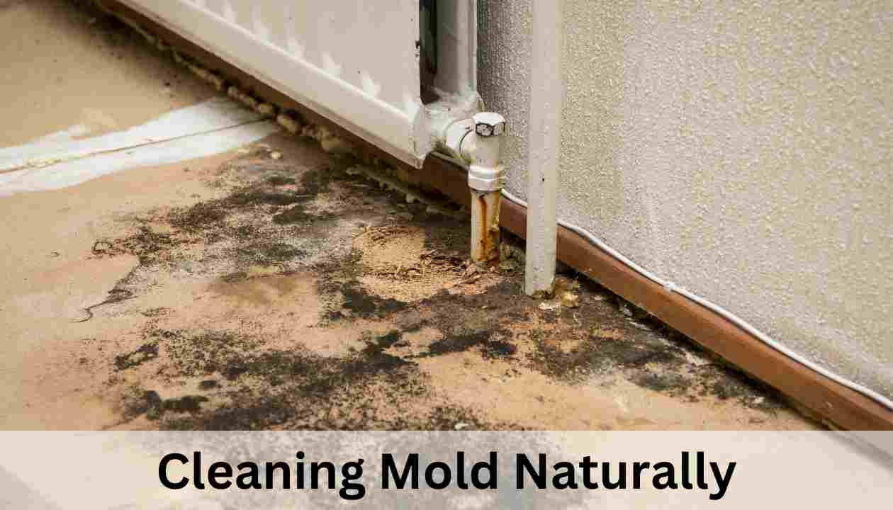 Cleaning Mold Naturally