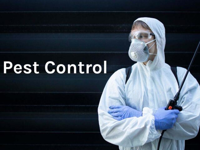 DIY Pest Control: Methods, Tools, and Tips