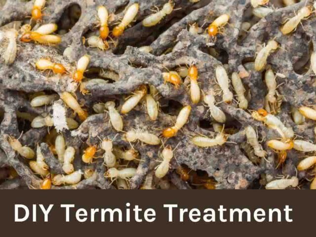 DIY Termite Treatment: Affordable Options for Termite Control