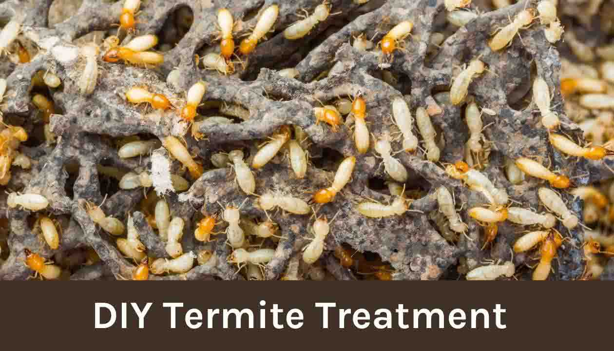 DIY-Termite-Treatment