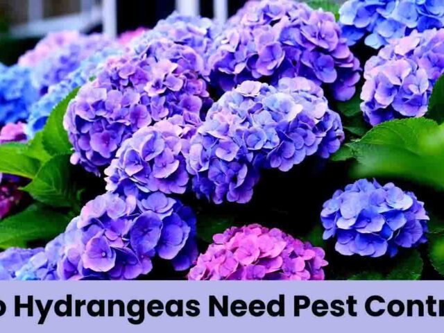 Do Hydrangeas Need Pest Control? Everything You Need to Know