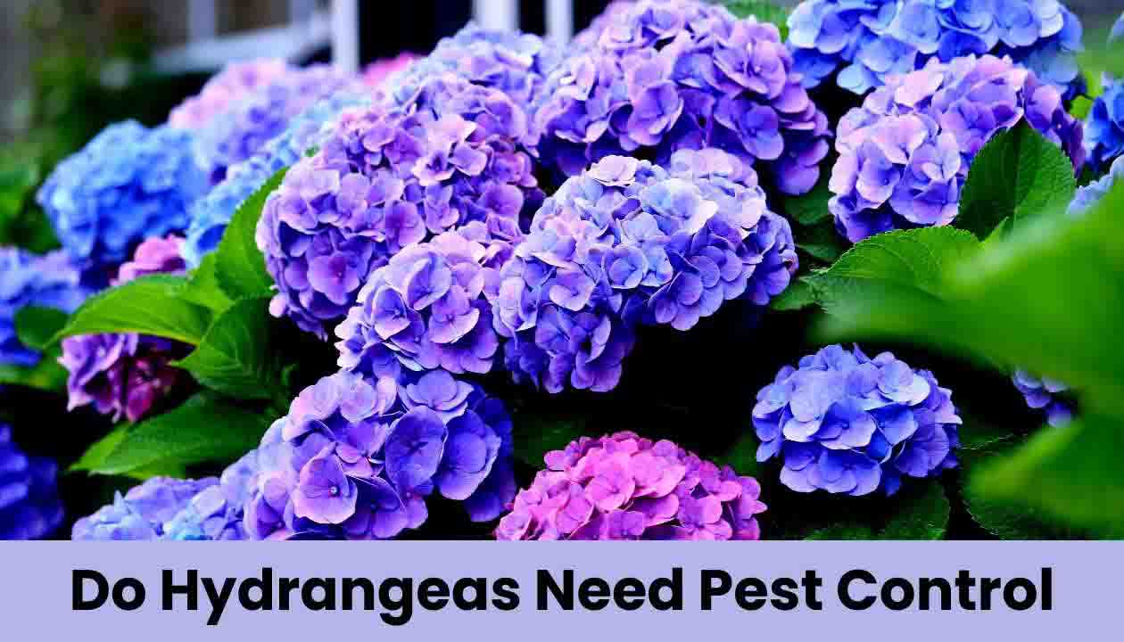 Do Hydrangeas Need Pest Control? Everything You Need to Know 