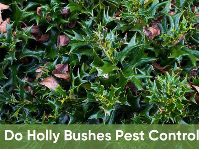 Do Holly Bushes Need Pest Control? Guide to Protecting Plants