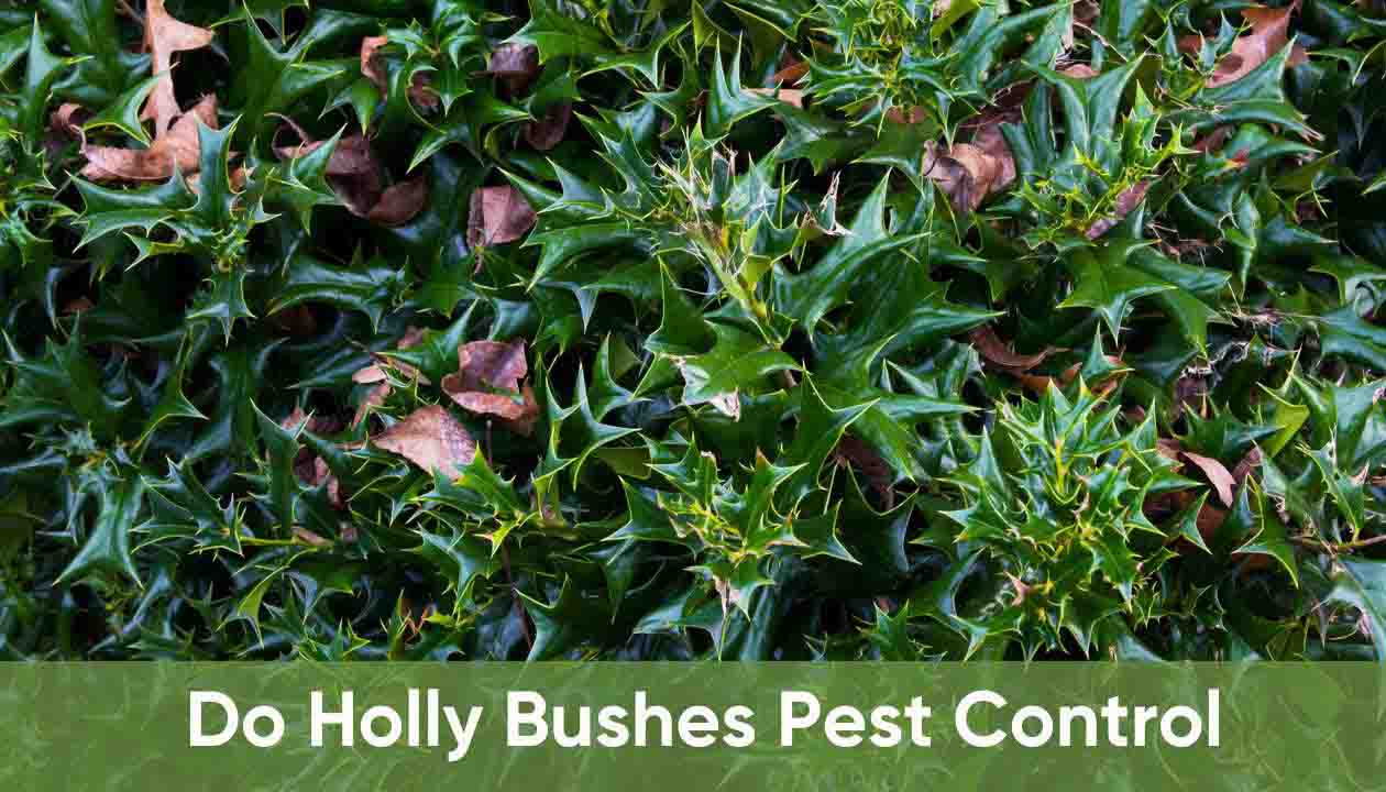 Do-holly-bushes-pest-control