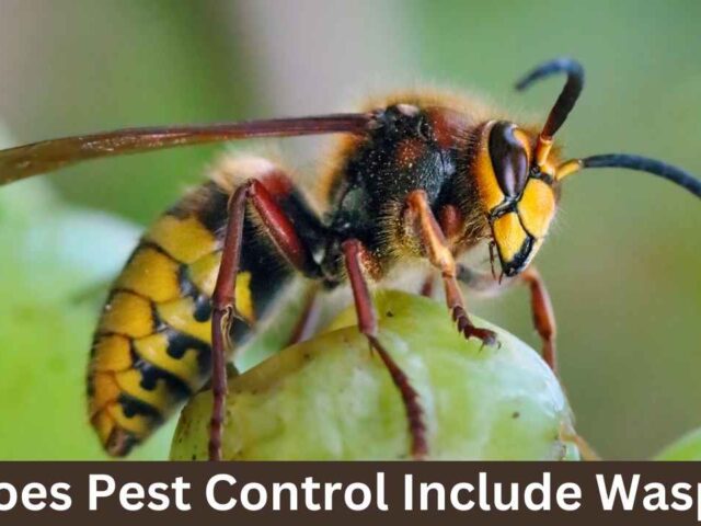 Does Pest Control Include Wasps Removal? A Complete Guide