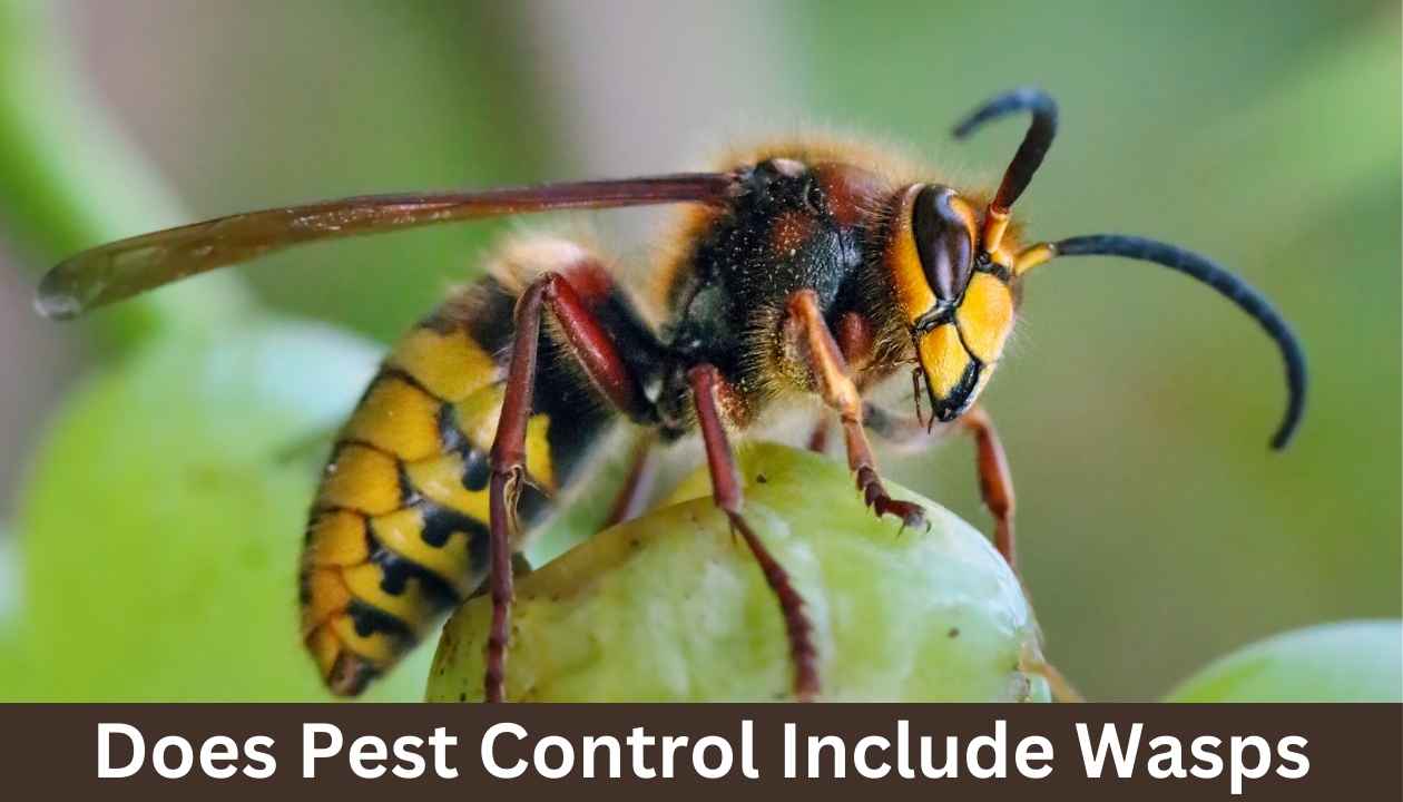 Does-Pest-Control-Include-Wasp