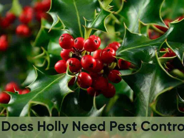 Does Holly need pest control? Pest Control For Holly Plants