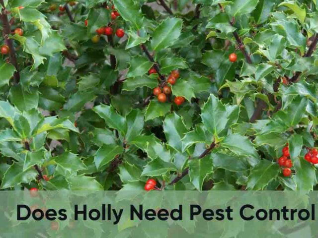 Does Holly Need Pest Control? Pest and Disease Management