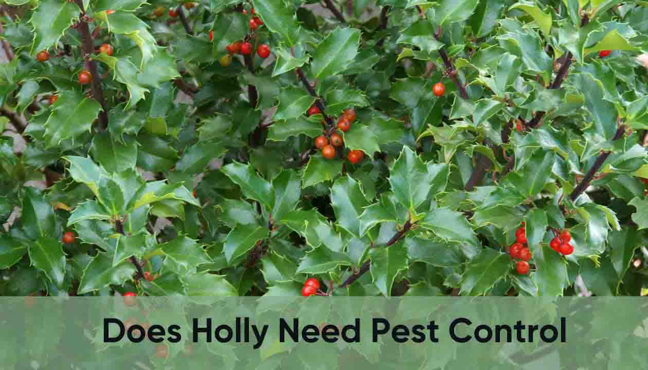 Does-holly-need-pest-control