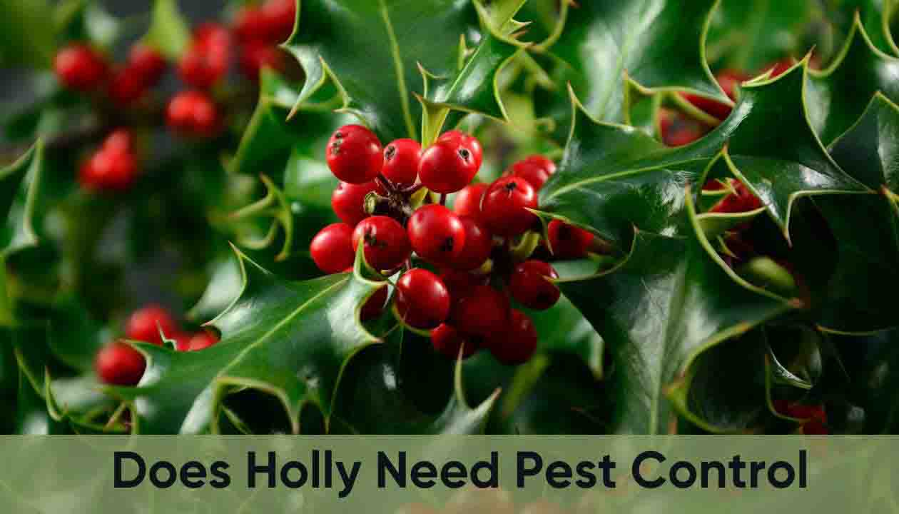 Does-holly-need-pest-control