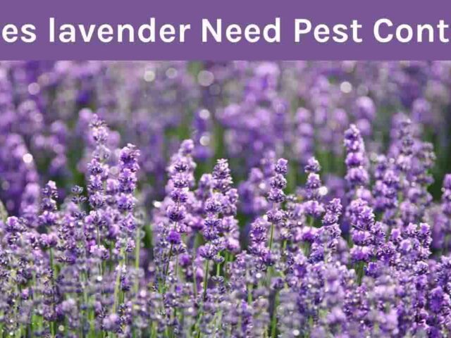 Does lavender need pest control? Disease Identification, Treatment