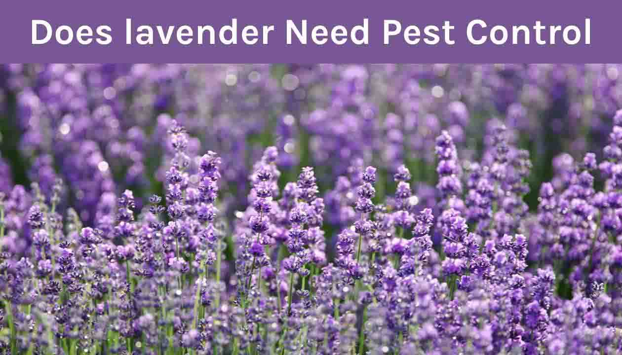 Does-lavender-need-pest-control