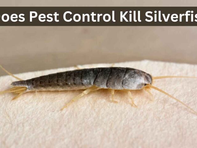 Does pest control kill silverfish