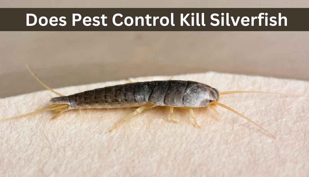 Does-pest-control-kill-silverfish