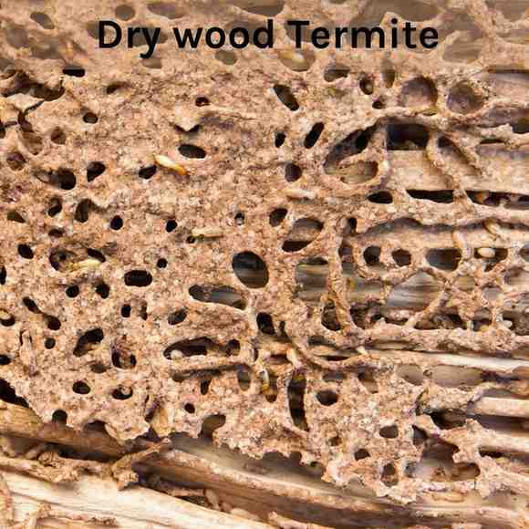 Drywood-Termite