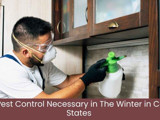 Is Pest Control Necessary in the Winter in Cold States: Pest Control