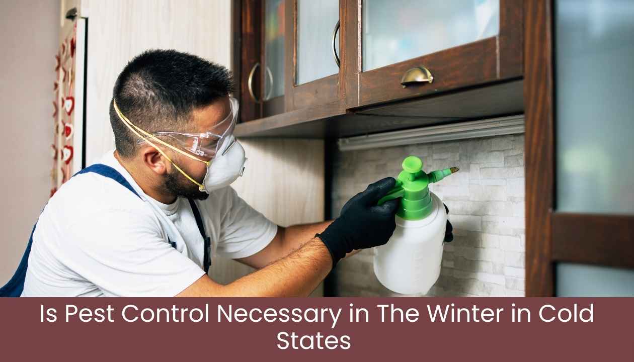 Is-pest-control-necessary-in-the-winter-in-cold-states