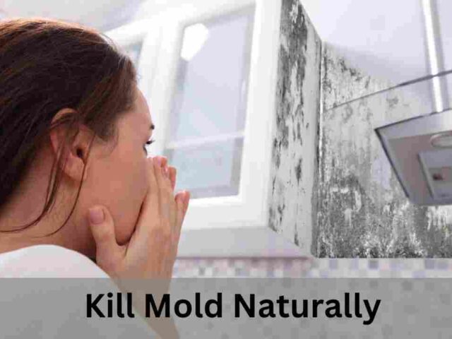 Kill Mold Naturally: Best Solution for Wisconsin