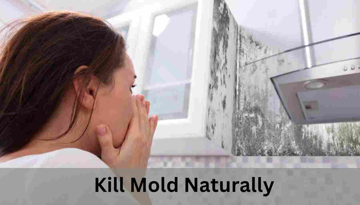 Kill-Mold-Naturally