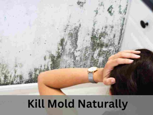 Kill Mold Naturally: Find Mold Solution in West Virginia