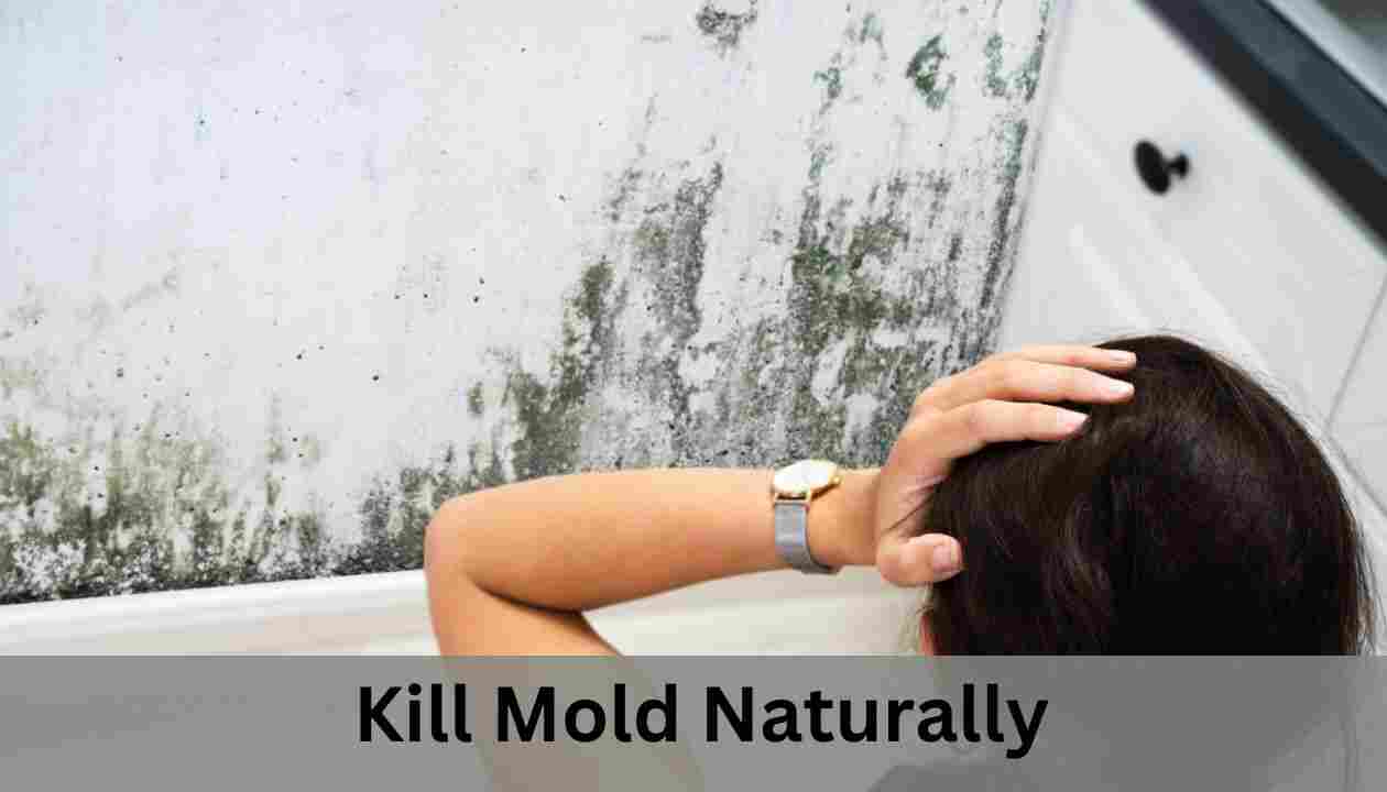 Kill mold naturally