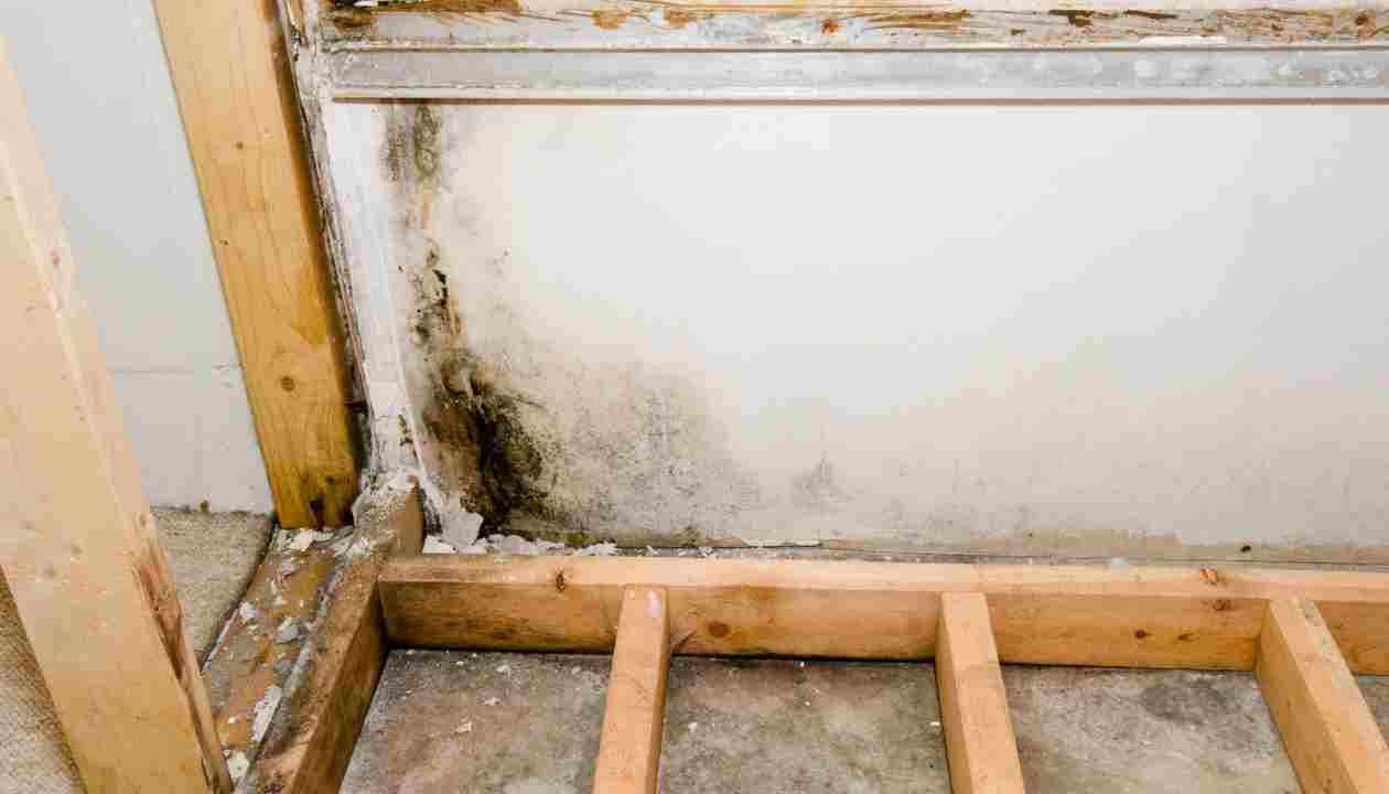 Mold-Remediation-Near-Me