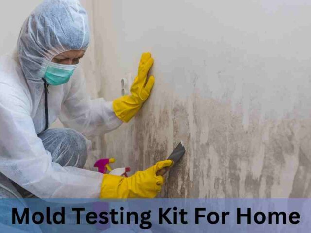 Mold Testing Kit for Home: Keep Your Living Space Healthy