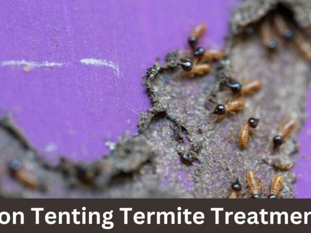 Non Tenting Termite Treatment: Alternatives to Tent Fumigation