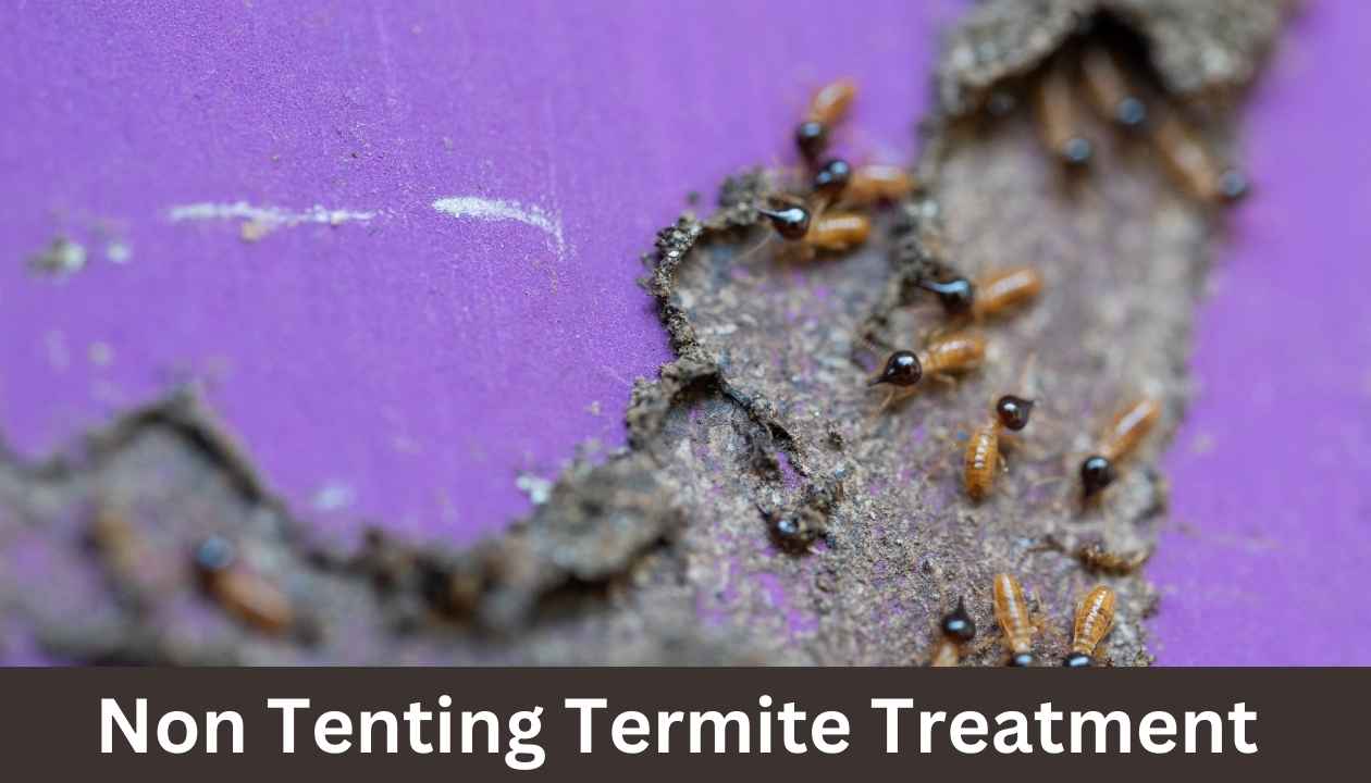 Non-Tenting-Termite-Treatment