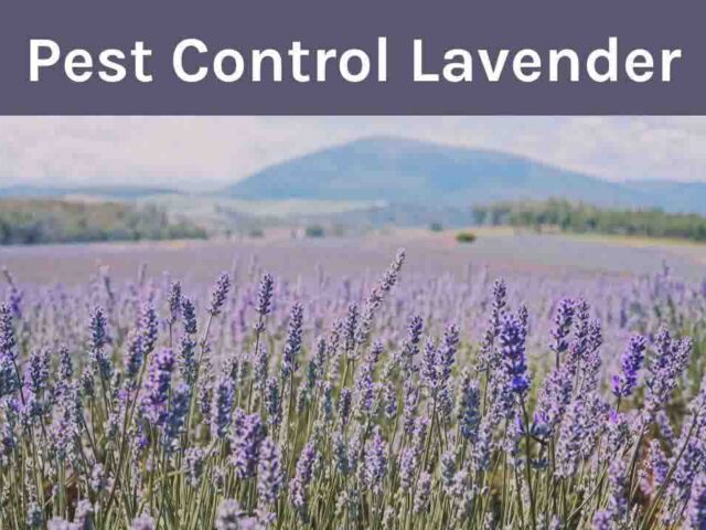 Does Lavender Need Pest Control? Choosing the Right Variety