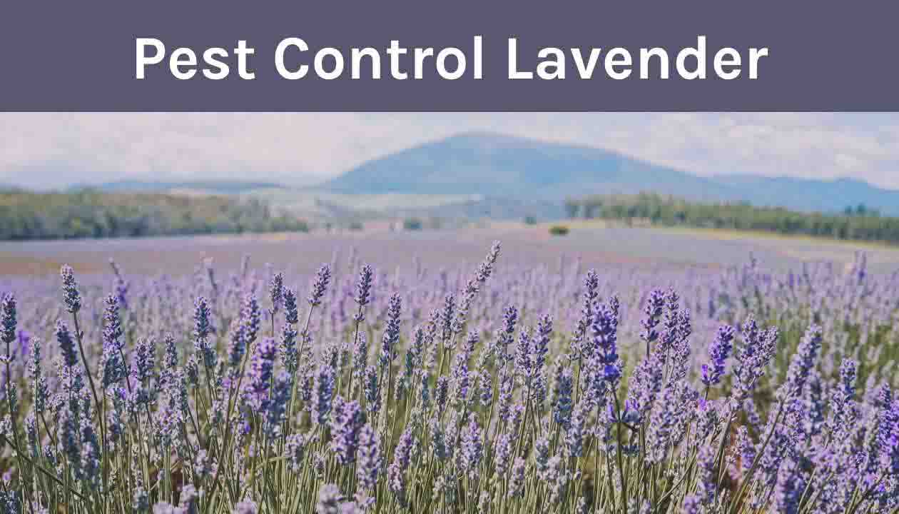 Pest-Control-Lavender